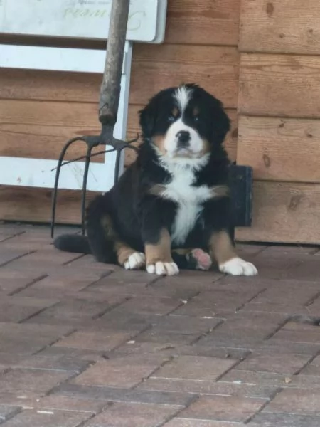 Bellissimi cuccioli di Bernese