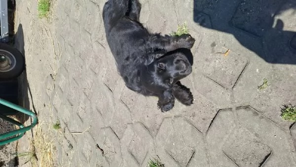 Cuccioli di cocker spaniel inglese | Foto 1