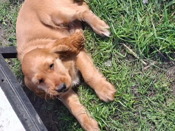 3 Bellissimi cuccioli di cocker spaniel maschi e femmine pronti