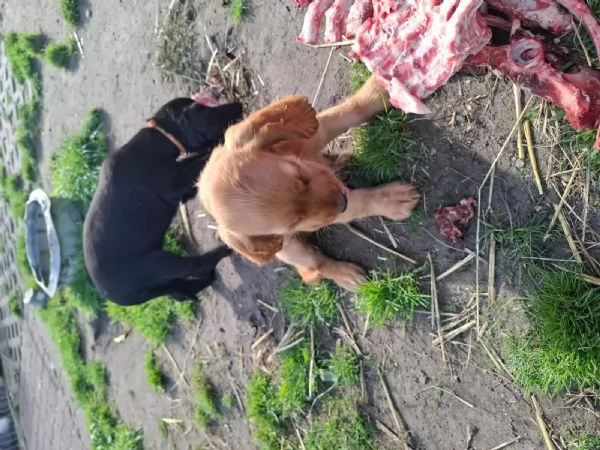 3 Bellissimi cuccioli di cocker spaniel maschi e femmine pronti | Foto 1
