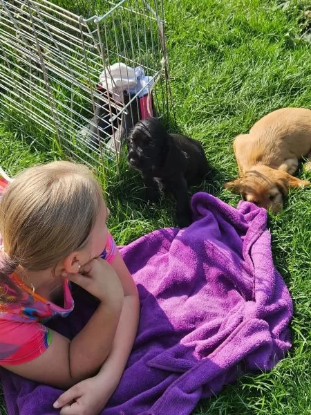 3 Bellissimi cuccioli di cocker spaniel maschi e femmine pronti | Foto 0