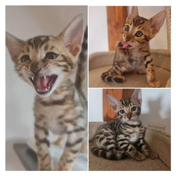 Gattini Bengala di razza pura con pedigree | Foto 1