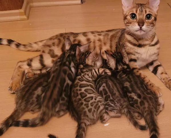 Meravigliosi cuccioli di bengala | Foto 1