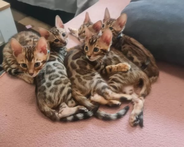 Meravigliosi cuccioli di bengala | Foto 0