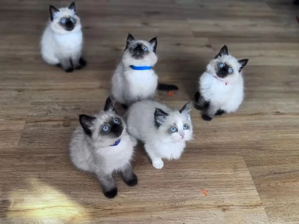 Gattini Ragdoll di razza pura in cerca di una nuova casa | Foto 2
