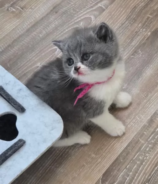 Adorabili gattini British Shorthair di razza pura | Foto 3