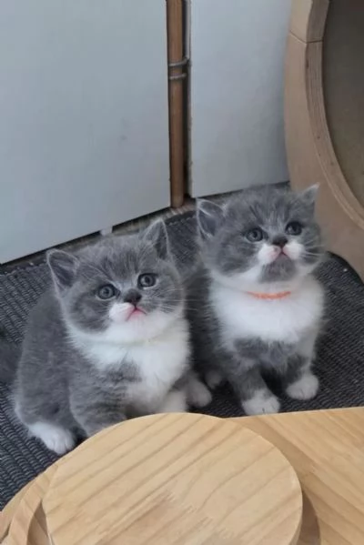 Adorabili gattini British Shorthair di razza pura | Foto 1