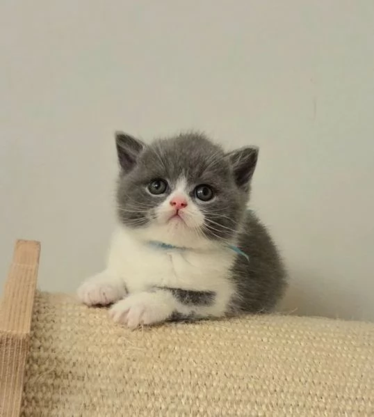 Adorabili gattini British Shorthair di razza pura | Foto 0