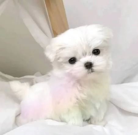 Maltese | Foto 0