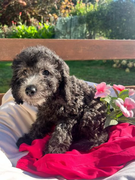 Barboncino Toy silver con pedigree ENCI