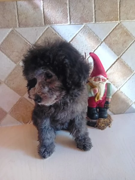 Barboncino Toy | Foto 4