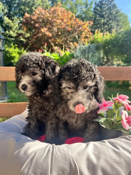 Barboncino nano con pedigree Enci 