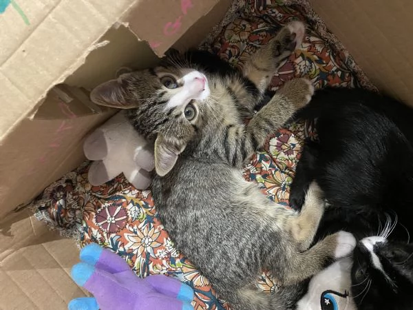 Regalo Gattini