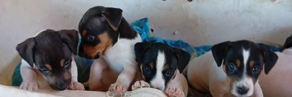 Jack Russell 