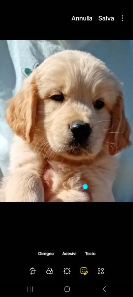 Golden retriever 