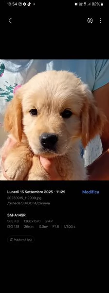 Golden retriever  | Foto 0