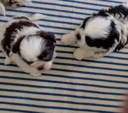 Eccezionali cuccioli di Shitzu