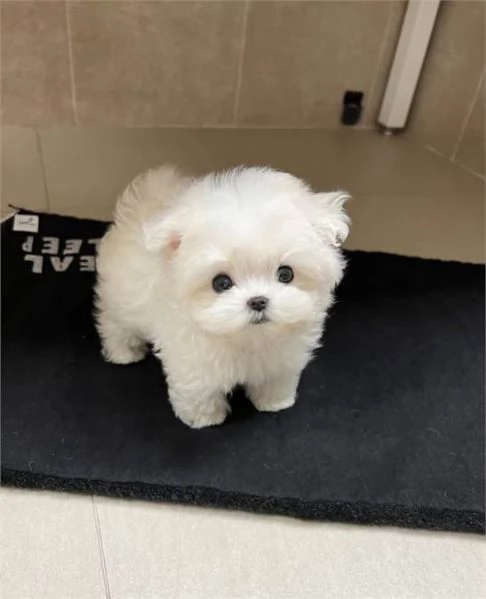 Vendita Cuccioli di maltese in cerca di una casa amorevole