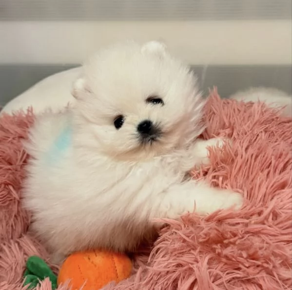 Cuccioli di Volpino Pomerania di razza pura allegri e amanti del divertimento pronti per la loro c | Foto 2