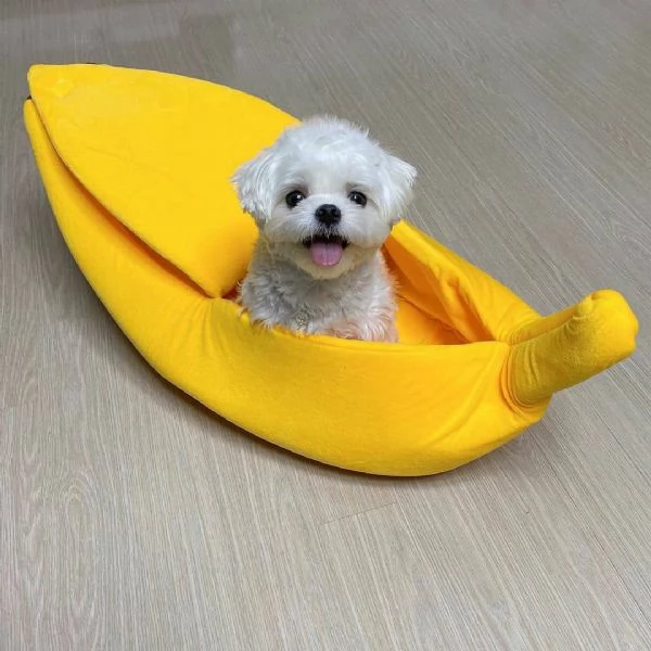 Maltese Toy cuccioli maschio e femmina | Foto 0