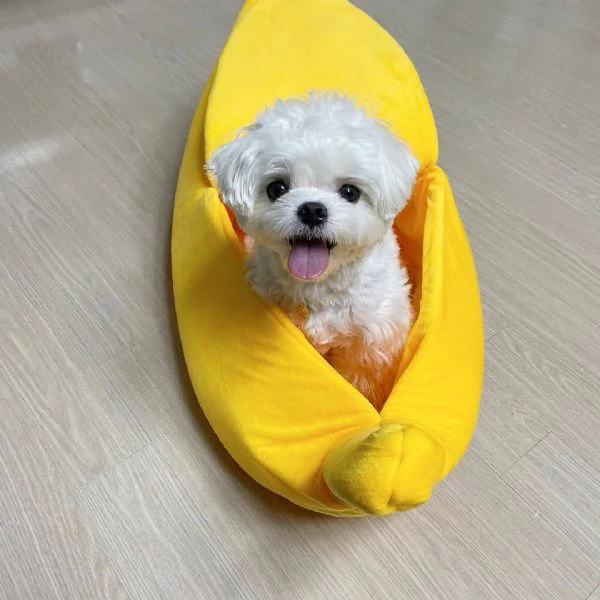 Maltese Toy cuccioli maschio e femmina