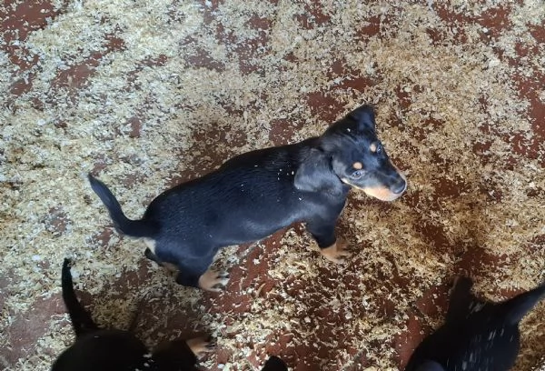 Cani da tartufo Grifo Nero Valnerino