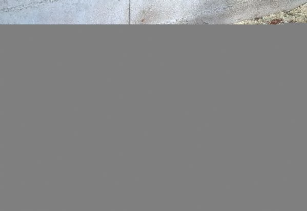 Cani da tartufo Grifo Nero Valnerino | Foto 3