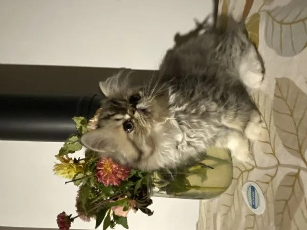 Cuccioli di Gatto Persiano  Disponibili da Subito 