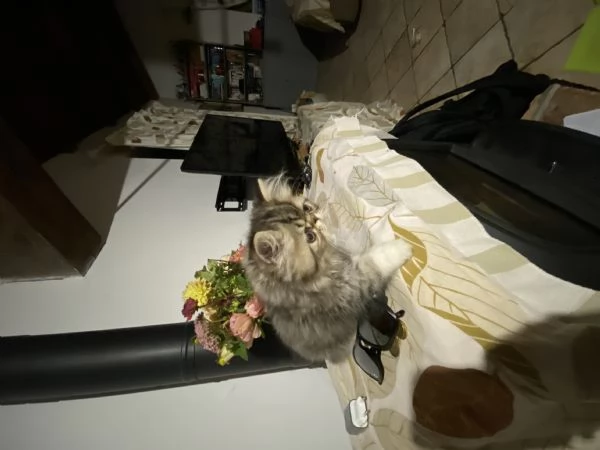 Cuccioli di Gatto Persiano  Disponibili da Subito  | Foto 3