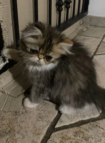 Cuccioli di Gatto Persiano  Disponibili da Subito  | Foto 2
