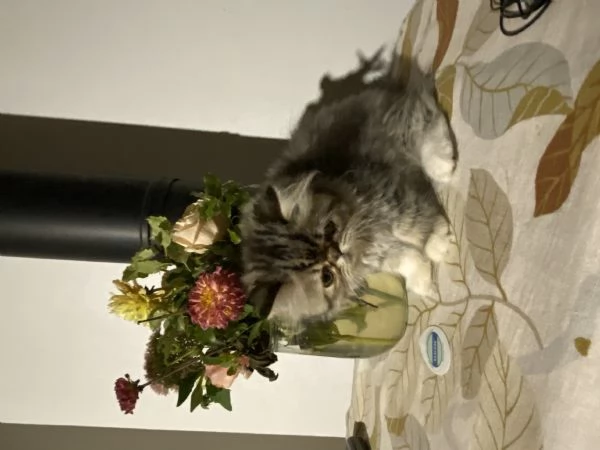 Cuccioli di Gatto Persiano  Disponibili da Subito  | Foto 1