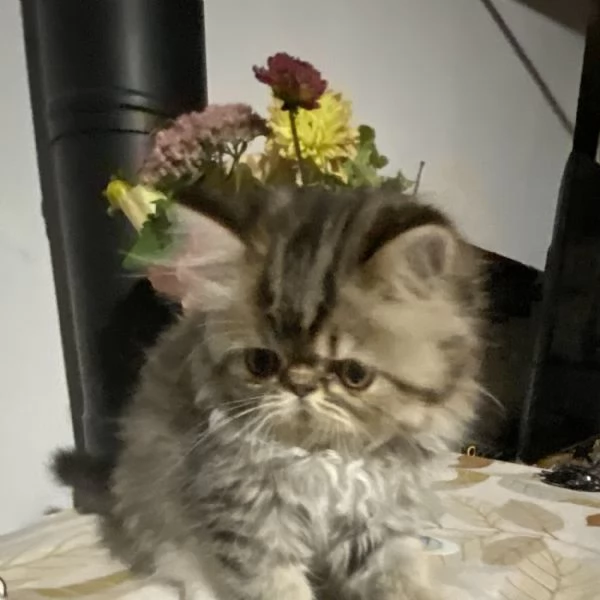 Cuccioli di Gatto Persiano  Disponibili da Subito  | Foto 0