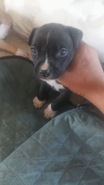 Vendo cucciolo di amstaff 