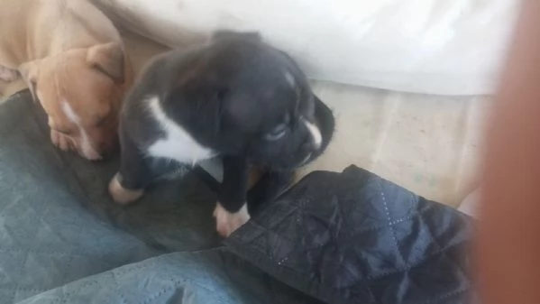 Vendo cucciolo di amstaff  | Foto 1