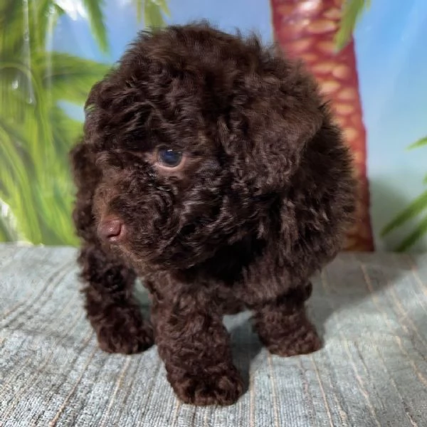 Maltipoo cuccioli maschio e femmina