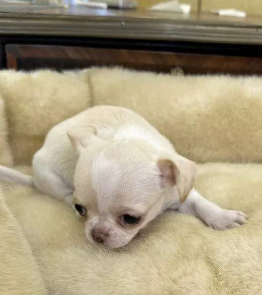 Chihuahua Toy cuccioli maschio e femmina | Foto 1