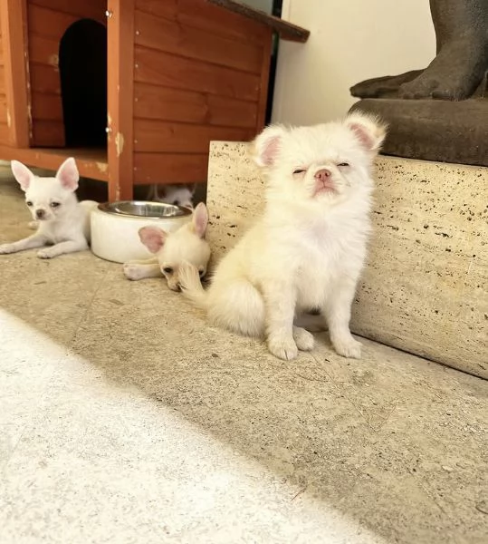 Chihuahua Toy cuccioli maschio e femmina | Foto 0