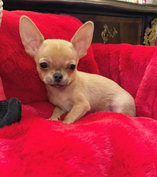 Chihuahua Toy cuccioli maschio e femmina