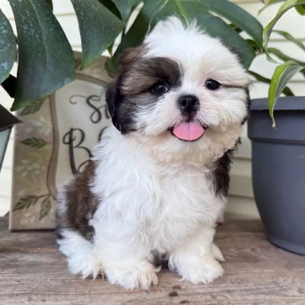  ShihTzu Mini Toy cuccioli maschio e femmina
