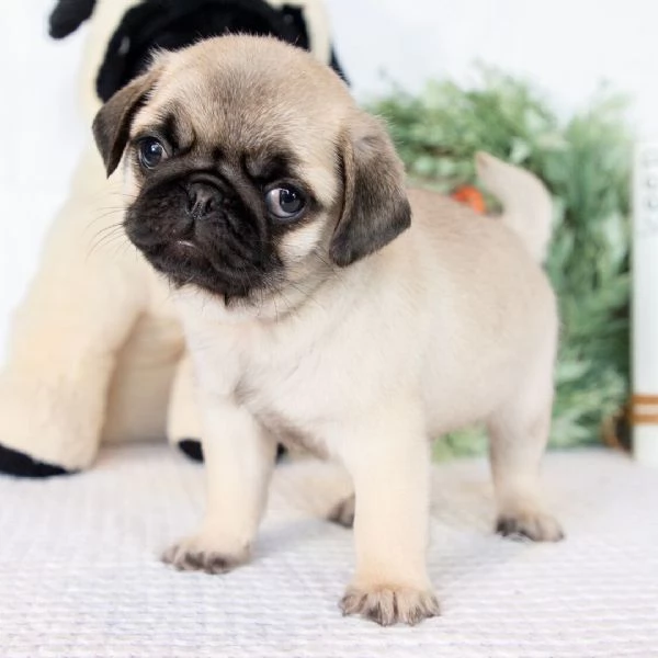  Carlino Pug cuccioli maschio e femmina