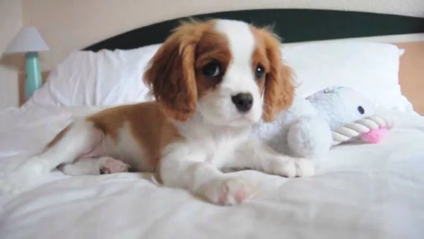 Cavalier King Charles cuccioli maschio e femmina | Foto 0