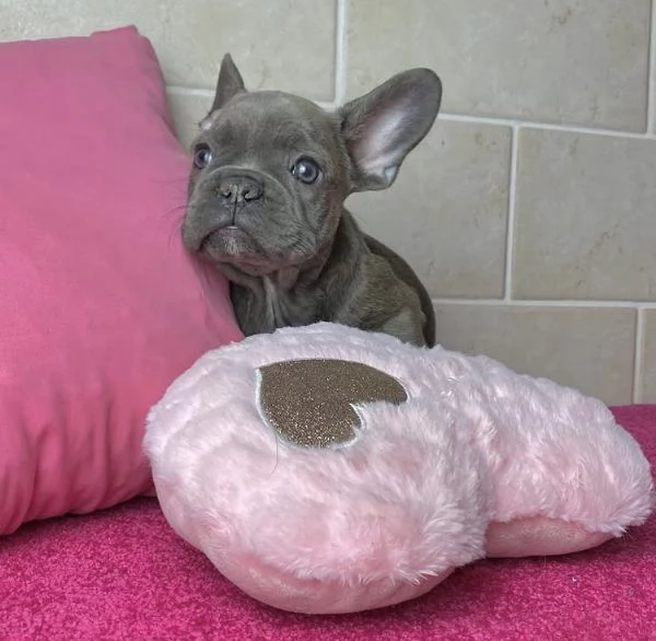  Bulldog Francese cuccioli maschio e femmina | Foto 0