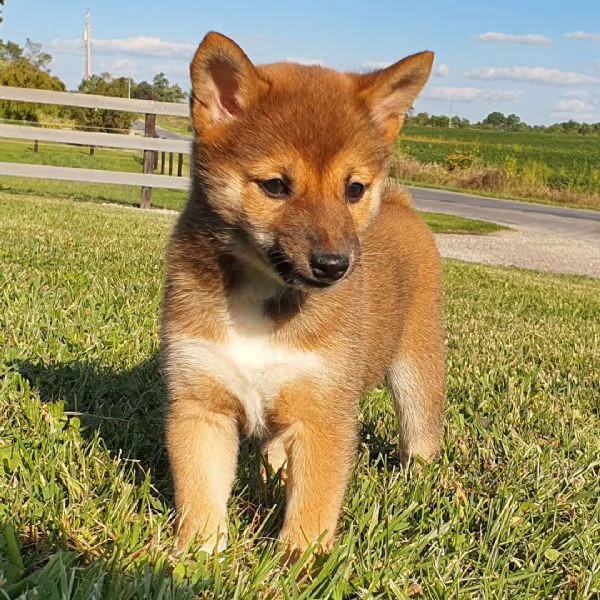 Shiba Inu cuccioli maschio e femmina