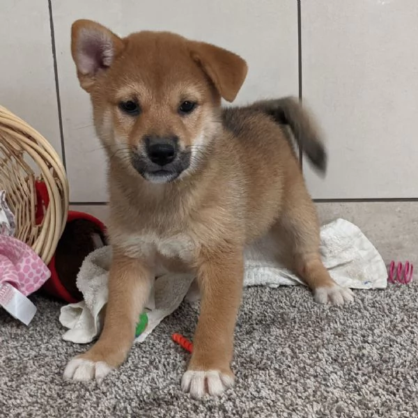 Shiba Inu cuccioli maschio e femmina | Foto 0