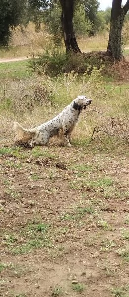 Setter inglese 