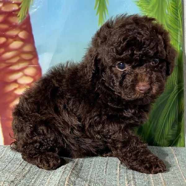 maltipoo cuccioli maschio e femmina