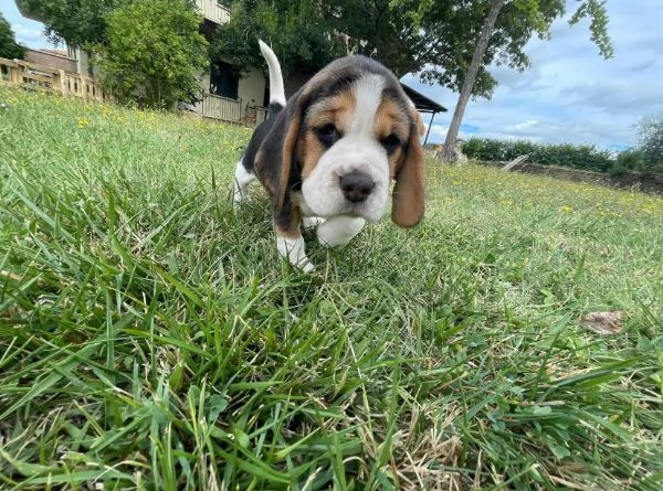 Beagle cuccioli maschio e femmina | Foto 1