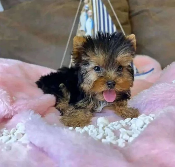 Yorkshire Terrier cuccioli maschio e femmina