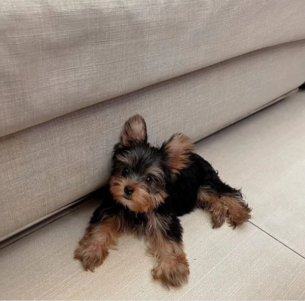 Yorkshire Terrier cuccioli maschio e femmina | Foto 0