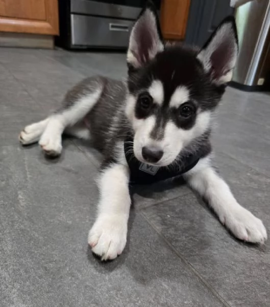 Siberian Husky cuccioli maschio e femmina